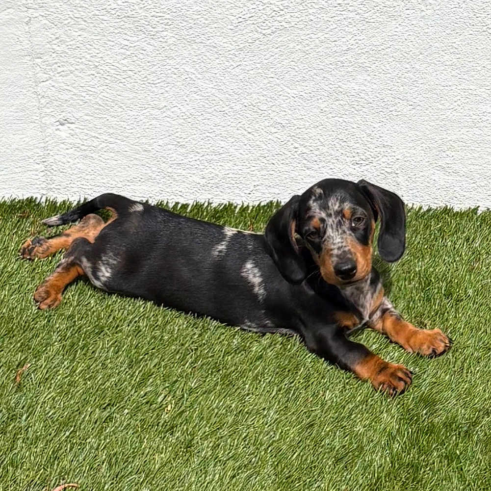 Barney participe au concours pour gagner de l'argent avec cette photo : dog, puppy, dachshund, grass, outdoor, sunlight, black_and_tan, speckled, resting, pet, canine, animal, garden, white_wall, greenery, summer, cute, small_dog, relaxed, nature