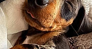 Barney participe au concours pour gagner de l'argent avec cette photo : puppy, dog, sleeping, tongue_out, blanket, cozy, cute, fur, pet, closeup, resting, indoors, snuggled, relaxed, animal, soft, portrait, young, comfortable, adorable