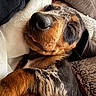 puppy, dog, sleeping, tongue_out, blanket, cozy, cute, fur, pet, closeup, resting, indoors, snuggled, relaxed, animal, soft, portrait, young, comfortable, adorable