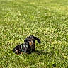 Barney a rejoint le concours — aidez-le/la à gagner de superbes lots ! dog, puppy, dachshund, grass, outdoor, sunlight, pet, animal, greenery, cute, small, nature, canine, fur, sitting, young, summer, playful, leash, collar