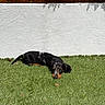 Barney a rejoint le concours — aidez-le/la à gagner de superbes lots ! puppy, dog, grass, outdoor, white_wall, plant, rusty_planter, sunlight, laying_down, black_dog, brown_dog, speckled, curious, pet, nature, garden, small_dog, fur, leaf, relaxed