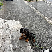 Barney a rejoint le concours — aidez-le/la à gagner de superbes lots ! puppy, dog, dachshund, leash, sidewalk, concrete, street, shoe, outdoor, pet, small_dog, black_dog, brown_dog, curious, animal, walking, urban, pavement, footwear, young_dog