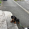 puppy, dog, dachshund, leash, sidewalk, concrete, street, shoe, outdoor, pet, small_dog, black_dog, brown_dog, curious, animal, walking, urban, pavement, footwear, young_dog