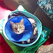 Sola joined the competition — help win amazing prizes! cat, tabby_cat, cone_collar, basket, towel, couch, pillow, indoor, pet, animal, looking_at_camera, curious, feline, resting, cozy, red_background, green_towel, patterned_fabric, domestic, wide_eyes