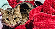 Sola is registered to the contest to win money with this photo: cat, cats, tabby_cat, red_blanket, blanket, cozy, indoor, pet, feline, fur, resting, animal, cute, relaxed, closeup, two_animals, soft_texture, warm, domestic_cat, companion