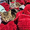 cat, cats, tabby_cat, red_blanket, blanket, cozy, indoor, pet, feline, fur, resting, animal, cute, relaxed, closeup, two_animals, soft_texture, warm, domestic_cat, companion