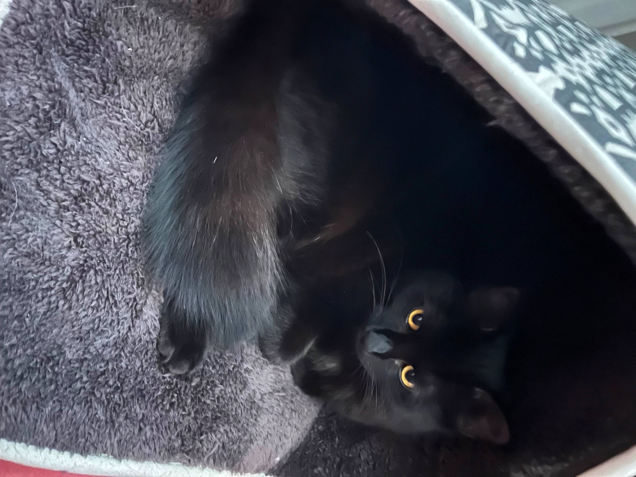 Choupinette a rejoint le concours — aidez-le/la à gagner de superbes lots ! asphalt, automotive_tire, black_cat, carnivore, cat, claw, domestic_short_haired_cat, felidae, foot, fur, grey, human_leg, paw, small_to_medium_sized_cats, snout, tail, terrestrial_animal, whiskers, window