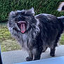 animal, black_cat, cat, cute, domestic_cat, fluffy, fur, gray_fur, greenery, hedge, ledg, mammal, nature, outdoor, pet, teeth, tongue, whiskers, window, yawning