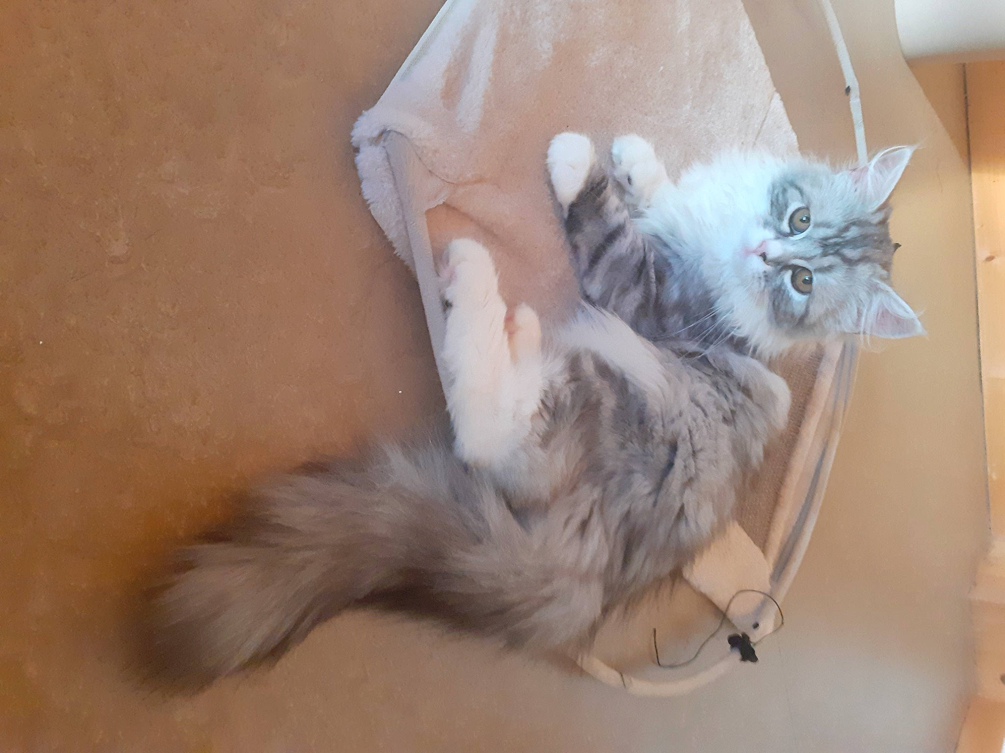 Nala