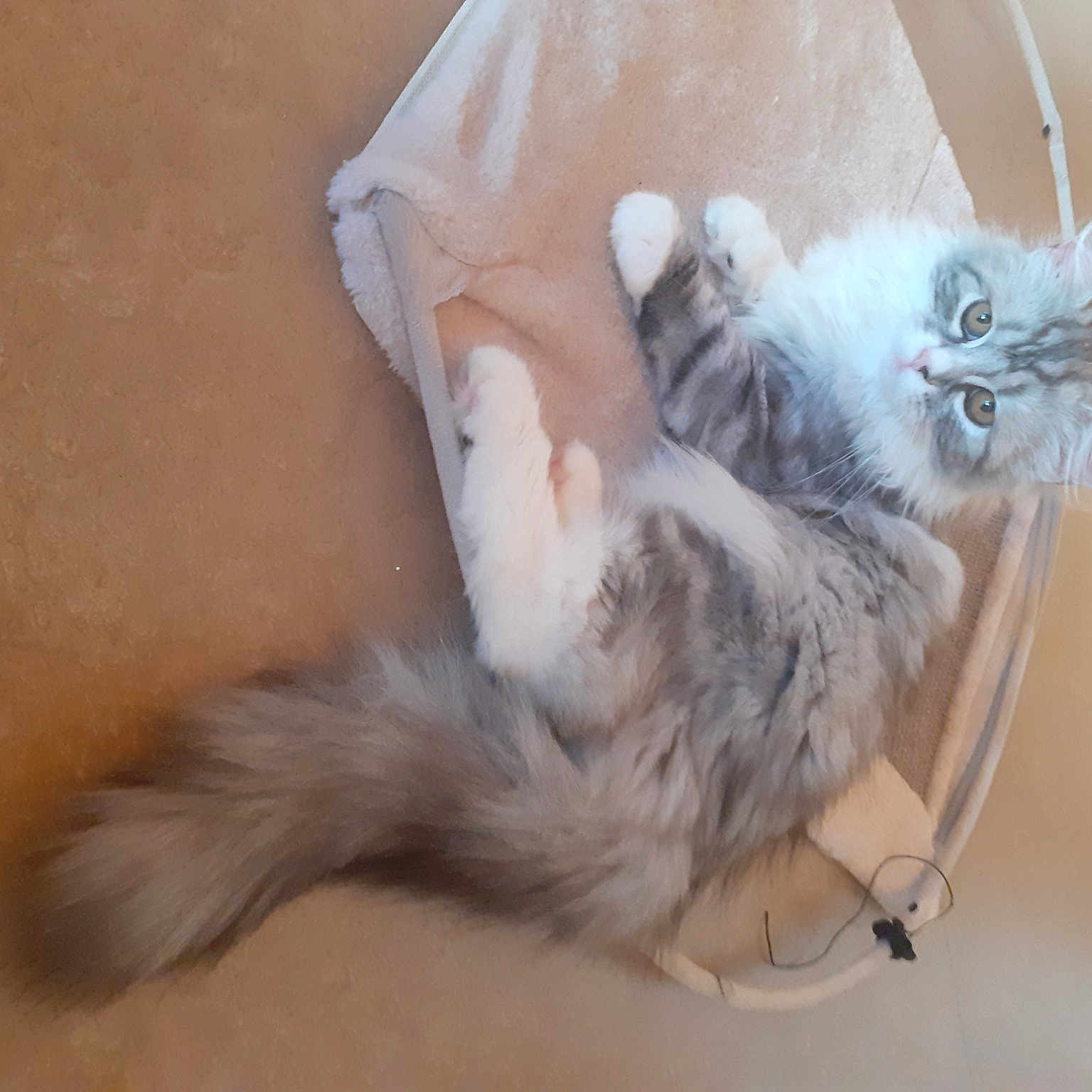Nala