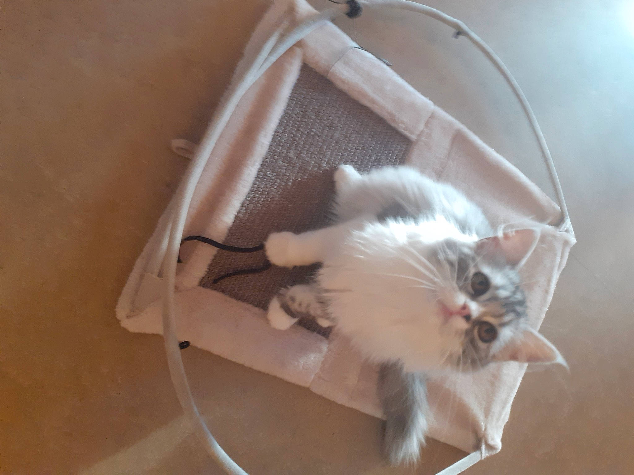 Nala participe au concours pour gagner de l'argent avec cette photo : carnivore, cat, felidae, kitten, ragdoll, small_to_medium_sized_cats, tail, whiskers