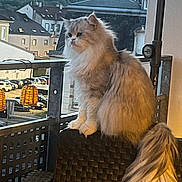 Filou participe au concours pour gagner de l'argent avec cette photo : cat, fluffy_cat, balcony, chair, evening, outdoor, railing, lantern, building, window, tail, pet, domestic_animal, feline, long_hair, sitting, urban, scenery, quiet, thoughtful