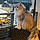 Filou