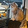 Filou