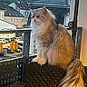 cat, fluffy_cat, balcony, chair, evening, outdoor, railing, lantern, building, window, tail, pet, domestic_animal, feline, long_hair, sitting, urban, scenery, quiet, thoughtful