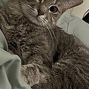 Ocean is registered to the contest to win money with this photo: animal, bed, bedroom, blanket, cat, close_up, ears, eyes, feline, fur, gray_cat, indoor, lying_down, pet, photography, portrait, relaxed, short_hair, sleeping, whiskers