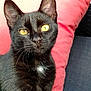 Celeste a rejoint le concours — aidez-le/la à gagner de superbes lots ! black_cat, yellow_eyes, cat, pet, feline, whiskers, ear, nose, fur, indoor, cushion, pillow, sofa, closeup, portrait, animal, domestic_animal, relaxed, curious, sitting