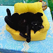 Celeste participe au concours pour gagner de l'argent avec cette photo : cat, black_cat, armchair, yellow, tablecloth, blue, patterned, outdoor, greenery, relaxing, pet, feline, upside_down, paw, cozy, decorative_pot, fur, whiskers, domestic_animal, resting