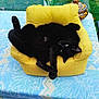 cat, black_cat, armchair, yellow, tablecloth, blue, patterned, outdoor, greenery, relaxing, pet, feline, upside_down, paw, cozy, decorative_pot, fur, whiskers, domestic_animal, resting