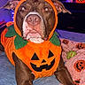 dog, pumpkin_costume, halloween, pet, portrait, brown_dog, bulldog, costume, orange, green_leaves, jack_o_lantern, ghost_decoration, purple_lighting, indoor, bed, blanket, toy, festive, closeup, front_facing