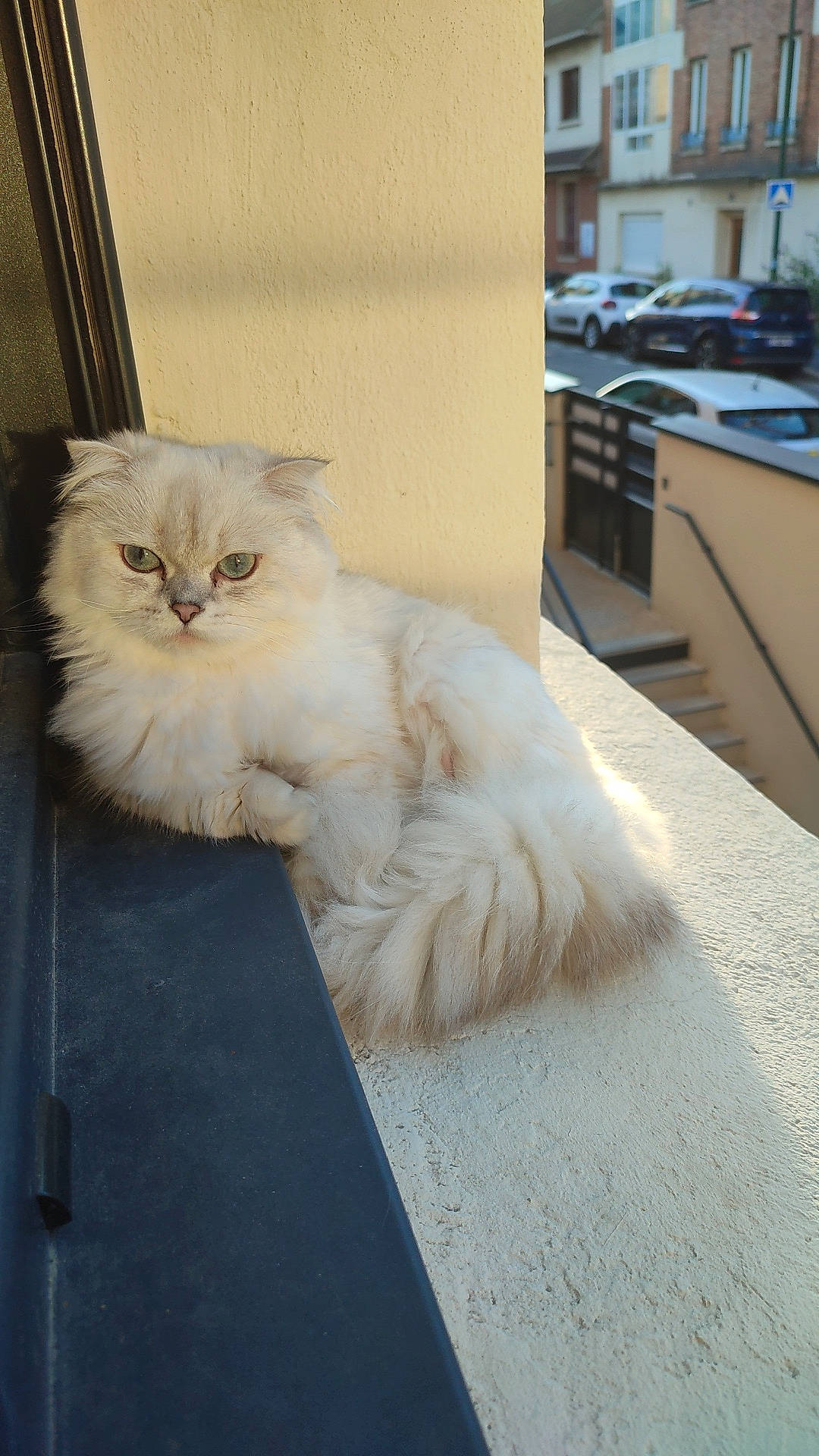 Shanelle participe au concours pour gagner de l'argent avec cette photo : car, carnivore, cat, fawn, felidae, flooring, fur, hardwood, small_to_medium_sized_cats, snout, tail, whiskers, wood