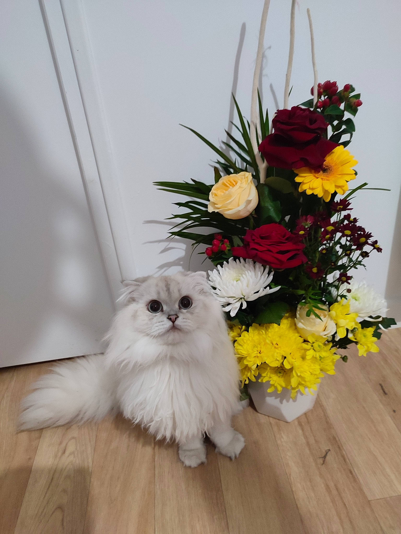 Shanelle a rejoint le concours — aidez-le/la à gagner de superbes lots ! artificial_flower, bouquet, carnivore, cat, creative_arts, cut_flowers, event, felidae, flooring, floral_design, flower, flower_arranging, flowering_plant, flowerpot, hardwood, petal, plant, rose, whiskers, wood
