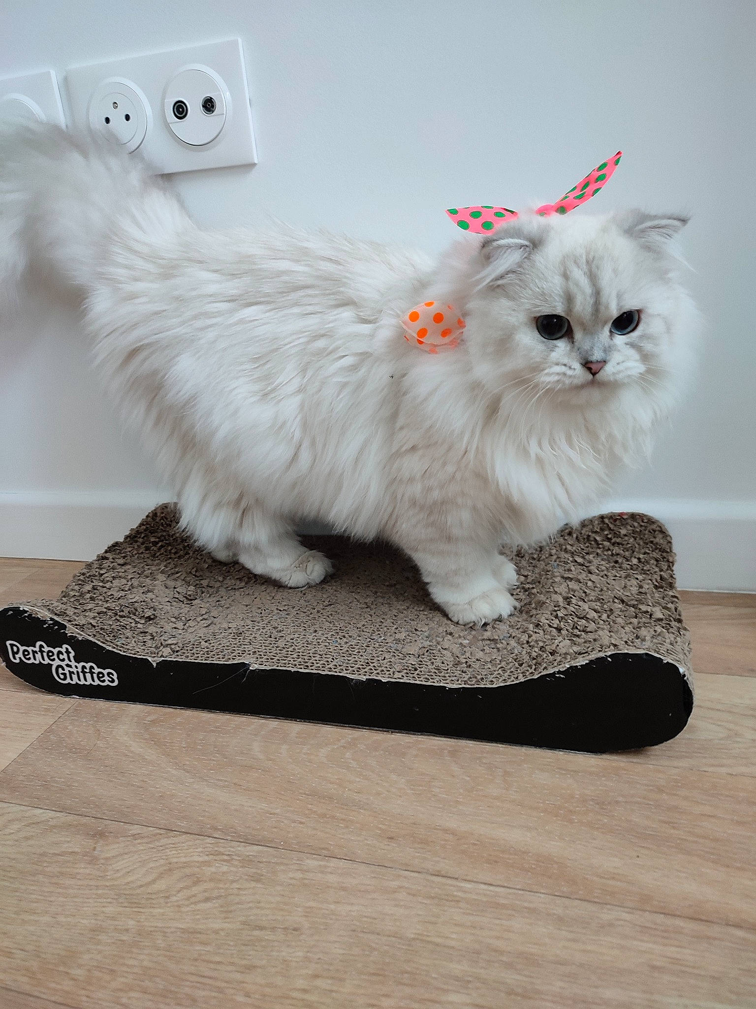 Shanelle a rejoint le concours — aidez-le/la à gagner de superbes lots ! british_longhair, carnivore, cat, comfort, companion_dog, fashion_accessory, fawn, felidae, flooring, fur, grey, natural_material, paw, persian, ragdoll, small_to_medium_sized_cats, tail, wall_plate, whiskers, white