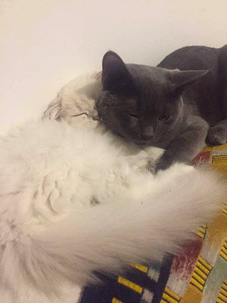 Shanelle Et Guerlain