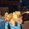 armchair, blue_quilt, cat, couch, cozy, feline, fluffy, fur, home, indoor, lamp, living_room, orange_cat, pet, quilt, relaxing, resting, sunbeam, sunlight, window_blinds