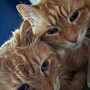 Sunny And Joey is registered to the contest to win money with this photo: animal, cat, close, close_up, companion, cozy, cute, domestic_cat, ears, eyes, feline, friendship, fur, indoor, orange_tabby, pet, portrait, snuggling, soft, whiskers