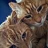 animal, cat, close, close_up, companion, cozy, cute, domestic_cat, ears, eyes, feline, friendship, fur, indoor, orange_tabby, pet, portrait, snuggling, soft, whiskers