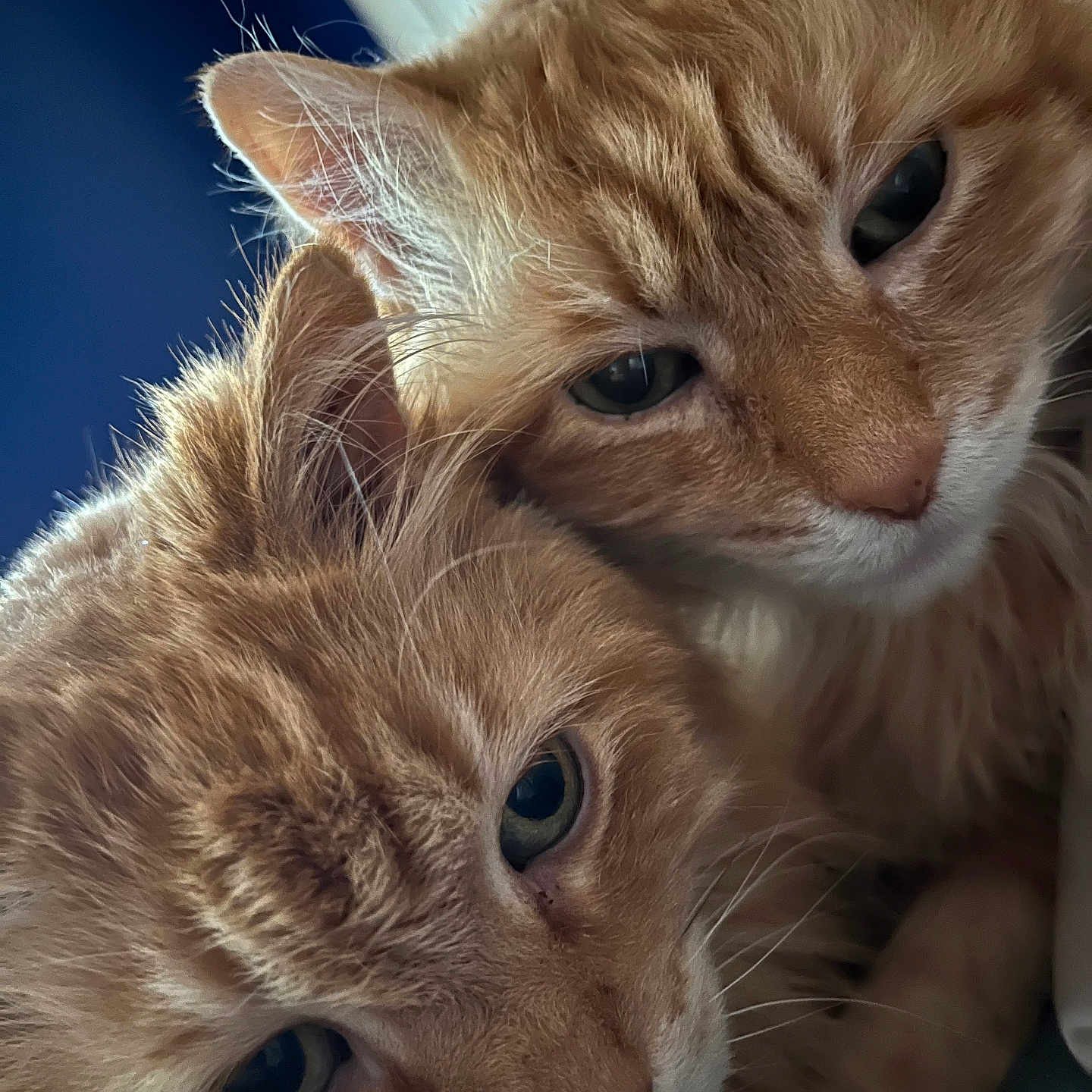 Sunny And Joey