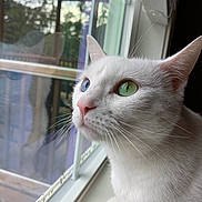 Molly is registered to the contest to win money with this photo: white_cat, heterochromia, green_eye, blue_eye, window, windowsill, whiskers, indoor, pet, close_up, portrait, fur, white_fur, pink_nose, looking_out, reflection, natural_light, calm, curious, animal