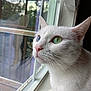 white_cat, heterochromia, green_eye, blue_eye, window, windowsill, whiskers, indoor, pet, close_up, portrait, fur, white_fur, pink_nose, looking_out, reflection, natural_light, calm, curious, animal