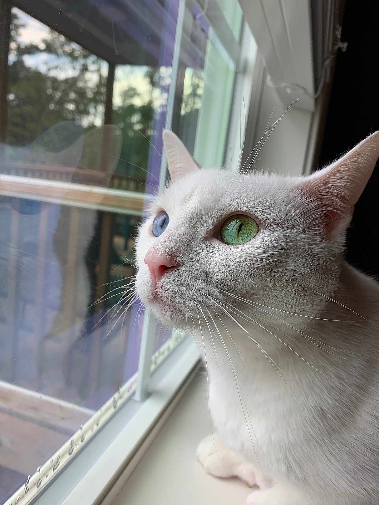 Molly is registered to the contest to win money with this photo: white_cat, heterochromia, green_eye, blue_eye, window, windowsill, whiskers, indoor, pet, close_up, portrait, fur, white_fur, pink_nose, looking_out, reflection, natural_light, calm, curious, animal