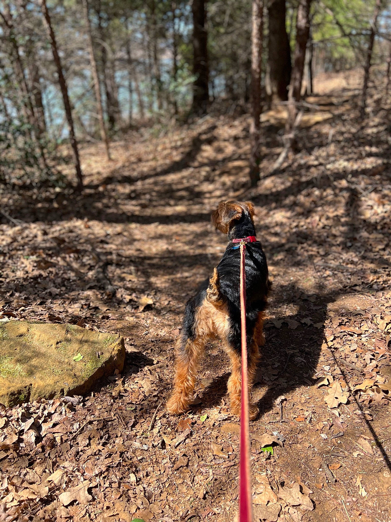 Finley joined the competition — help win amazing prizes! beak, canidae, carnivore, dog, dog_breed, fawn, forest, grass, landscape, northern_hardwood_forest, plant, recreation, soil, sporting_group, terrestrial_animal, trail, tree, trunk, wood, woodland