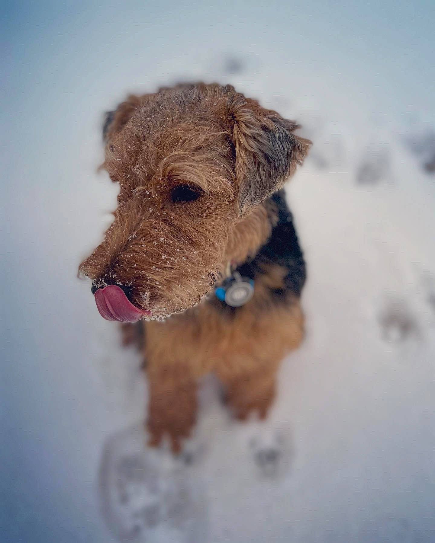 Finley is registered to the contest to win money with this photo: canidae, carnivore, companion_dog, dog, dog_breed, dog_supply, freezing, fur, irish_terrier, liver, pet_supply, puppy, snow, sporting_group, terrier, toy, winter, working_animal, working_terrier