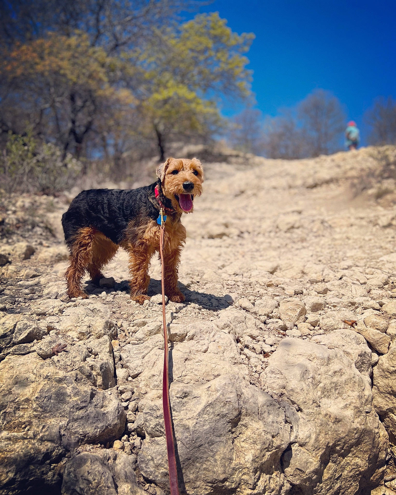 Finley is registered to the contest to win money with this photo: bedrock, carnivore, cloud, companion_dog, dog, dog_breed, dog_supply, fawn, landscape, leash, liver, plant, recreation, rock, sky, soil, sporting_group, terrier, tree, water_dog