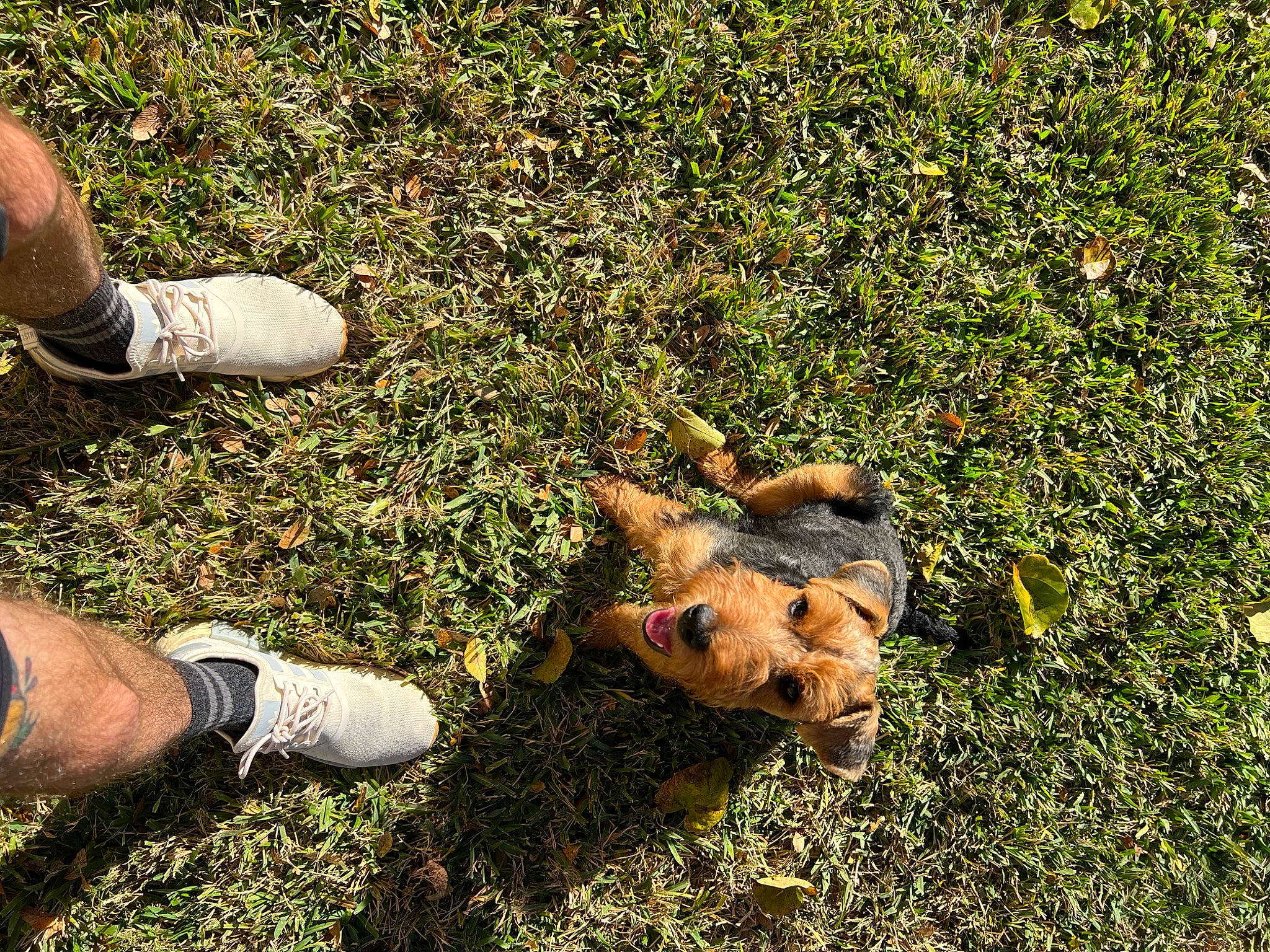 Finley joined the competition — help win amazing prizes! asphalt, canidae, carnivore, companion_dog, dog, dog_breed, fawn, foot, grass, grass_family, groundcover, human_leg, lawn, people_in_nature, plant, road_surface, shadow, soil, sporting_group, tail