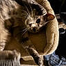 cat, pet, feline, cat_bed, whiskers, stretching, cozy, indoor, plush, relaxed, cute, animal, soft_lighting, fur, paw, bed, curious, home, cat_tree, blanket