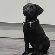 Raven joined the competition — help win amazing prizes! adorable, animal, black_dog, canine, collar, companion, cute, domestic_animal, ears, floor, fur, indoor, looking_up, pet, pet_collar, puppy, sitting, tail, wooden_floor, young_dog