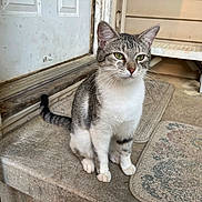 Samantha Jewell is registered to the contest to win money with this photo: abyssinian, angora, animal, cat, door, egyptiancat, hardwood, homedecor, kitten, manx, mat, pet, siamese, slate, window, windowsill, wood