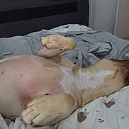 Reggie joined the competition — help win amazing prizes! dog, bed, bedding, blanket, relaxed, sleeping, paw, fur, indoor, canine, comfort, resting, home, cute, pet, animal, white, brown, sleep, cozy