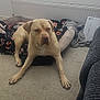 Reggie joined the competition — help win amazing prizes! dog, indoor, carpet, dog_bed, blanket, window, blinds, flower_pot, framed_photos, usb_cable, beige_dog, resting, cozy, living_room, furniture, household_items, calm, pet, animal, floor