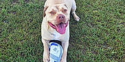 Reggie joined the competition — help win amazing prizes! dog, grass, soccer_ball, outdoor, pet, canine, playing, tongue_out, light_tan, animal, happy, park, paw, laying_down, cheerful, daylight, nature, mammal, sport, fun