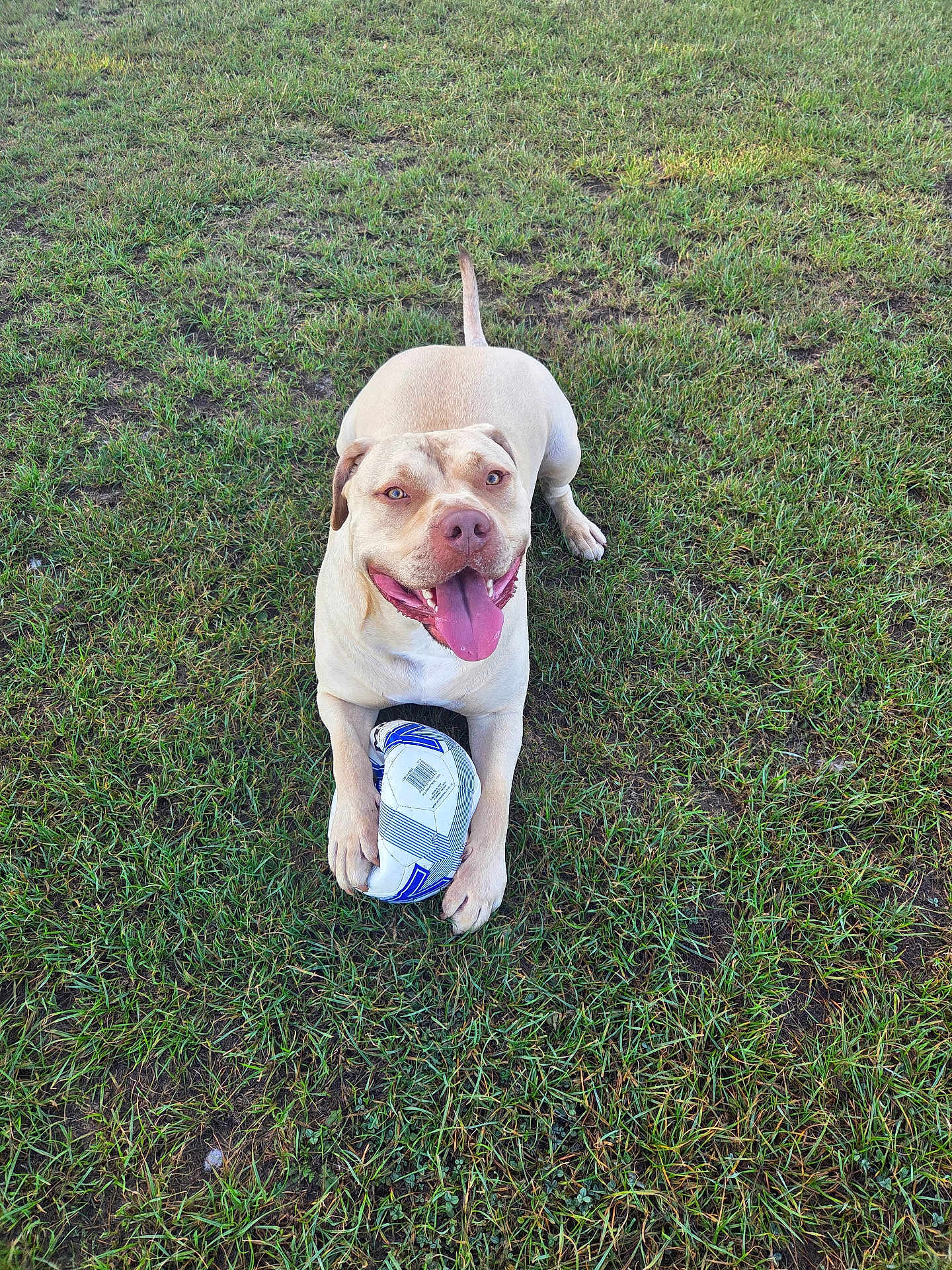 Reggie joined the competition — help win amazing prizes! dog, grass, soccer_ball, outdoor, pet, canine, playing, tongue_out, light_tan, animal, happy, park, paw, laying_down, cheerful, daylight, nature, mammal, sport, fun