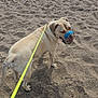 Reggie is registered to the contest to win money with this photo: dog, muzzle, leash, beach, sand, canine, pet, outdoor, animal, walking, resting, brown_fur, collar, daylight, summer, texture, footprints, quiet, alone, nature