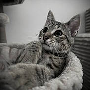 Hayko participe au concours pour gagner de l'argent avec cette photo : cat, kitten, tabby, pet, animal, feline, fur, whiskers, ears, bed, cozy, indoor, closeup, portrait, curious, soft, monochrome, cushion, resting, cute