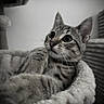 cat, kitten, tabby, pet, animal, feline, fur, whiskers, ears, bed, cozy, indoor, closeup, portrait, curious, soft, monochrome, cushion, resting, cute