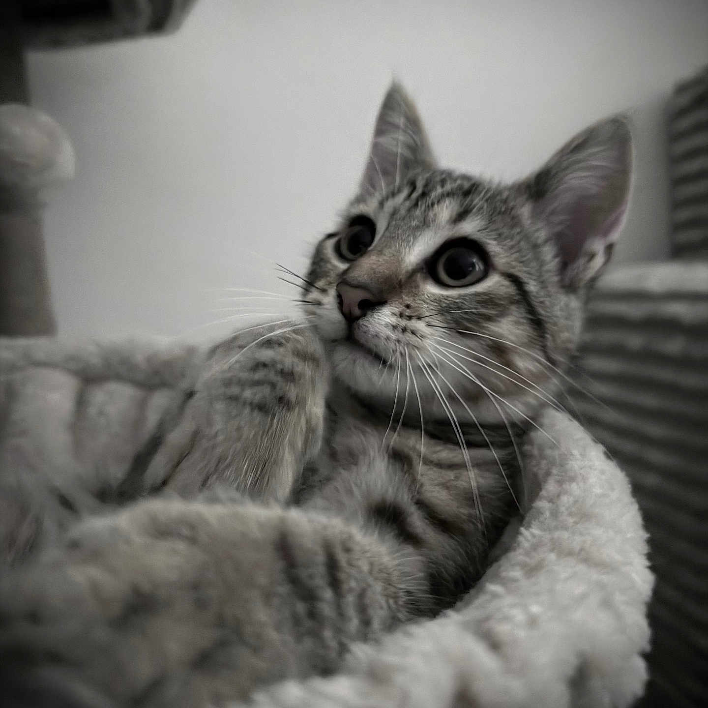 Hayko participe au concours pour gagner de l'argent avec cette photo : cat, kitten, tabby, pet, animal, feline, fur, whiskers, ears, bed, cozy, indoor, closeup, portrait, curious, soft, monochrome, cushion, resting, cute